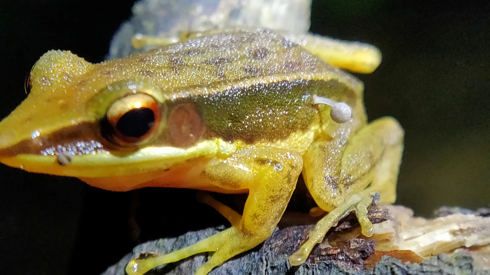 Frog-Fungi-Pairing