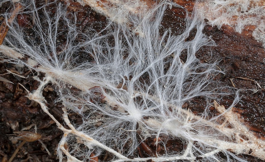 Mycelium